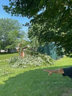 Tree down